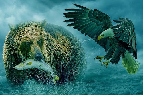 manipulation-animal-bear-eagle