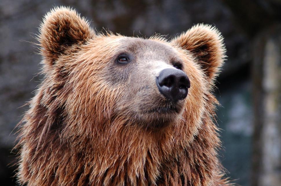 brown-bear-or-ursus-arctos-4144539